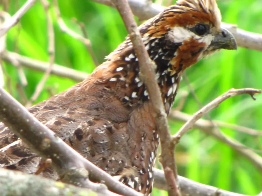 File:Colinus cristatus 5 (4823531867).jpg