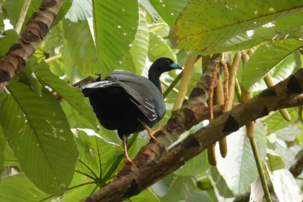 File:Aburria aburri (Pava negra) (4) (16266196642).jpg
