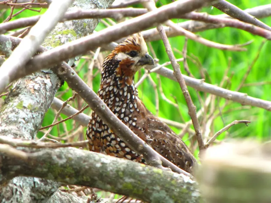 File:Colinus cristatus 8 (4824145272).jpg