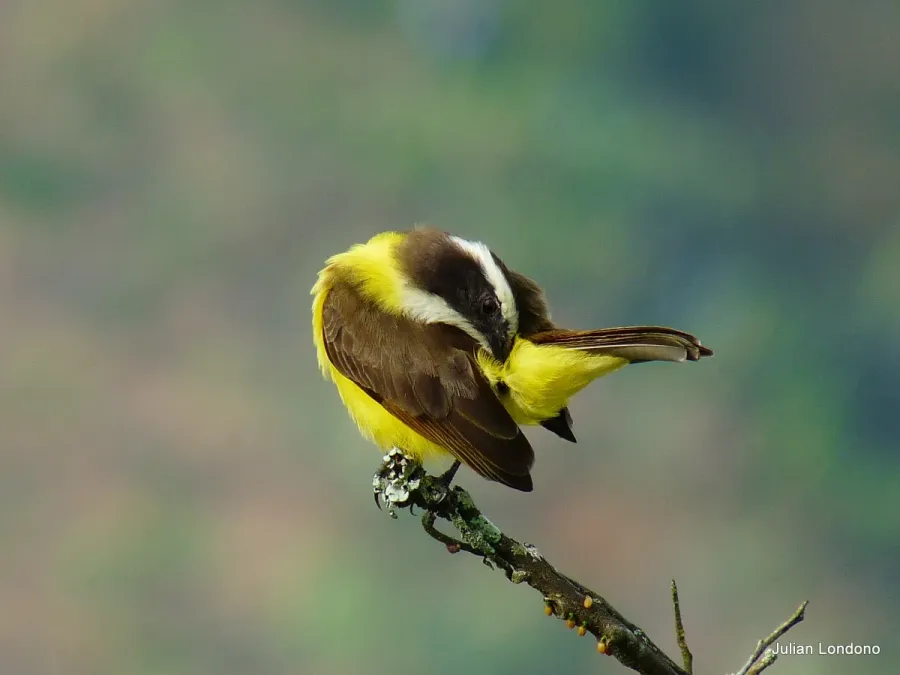 File:Rusty-margined Flycatcher (Myiozetetes cayanensis) (5447528286).jpg