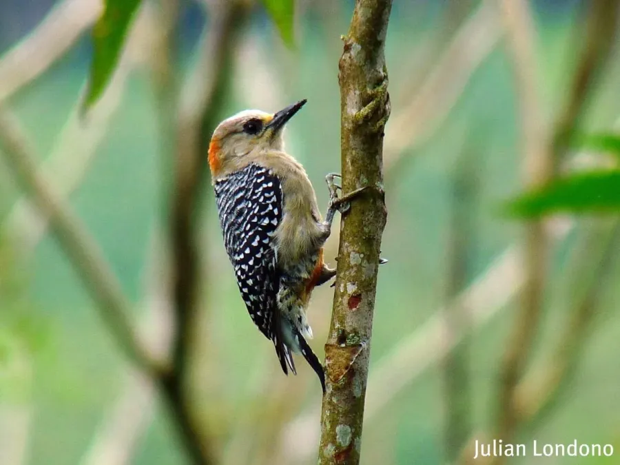 File:Red-crowned Woodpecker (Melanerpes rubricapillus) (5147864914).jpg