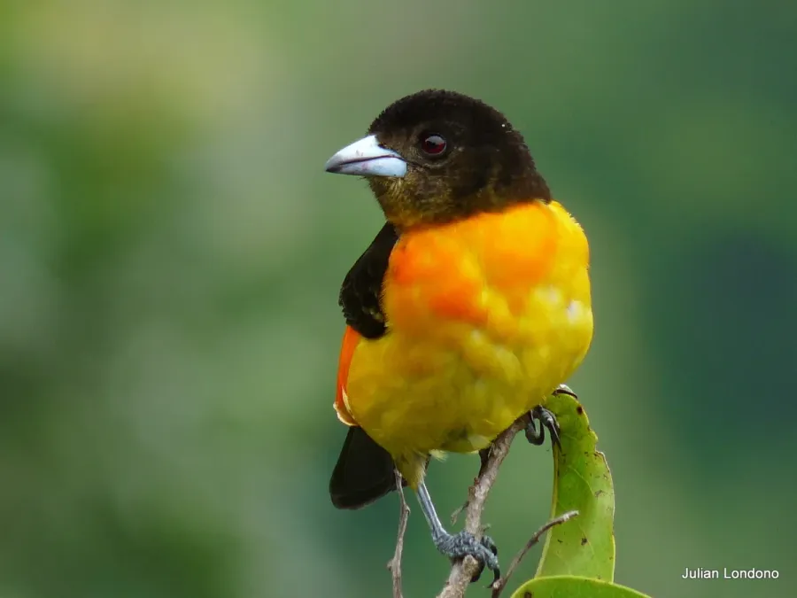 File:Flame-rumped Tanager (Ramphocelus flammigerus) (4907013160).jpg