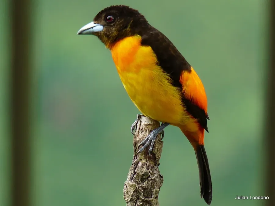 File:Flame-rumped Tanager (Ramphocelus flammigerus) (4896106181).jpg