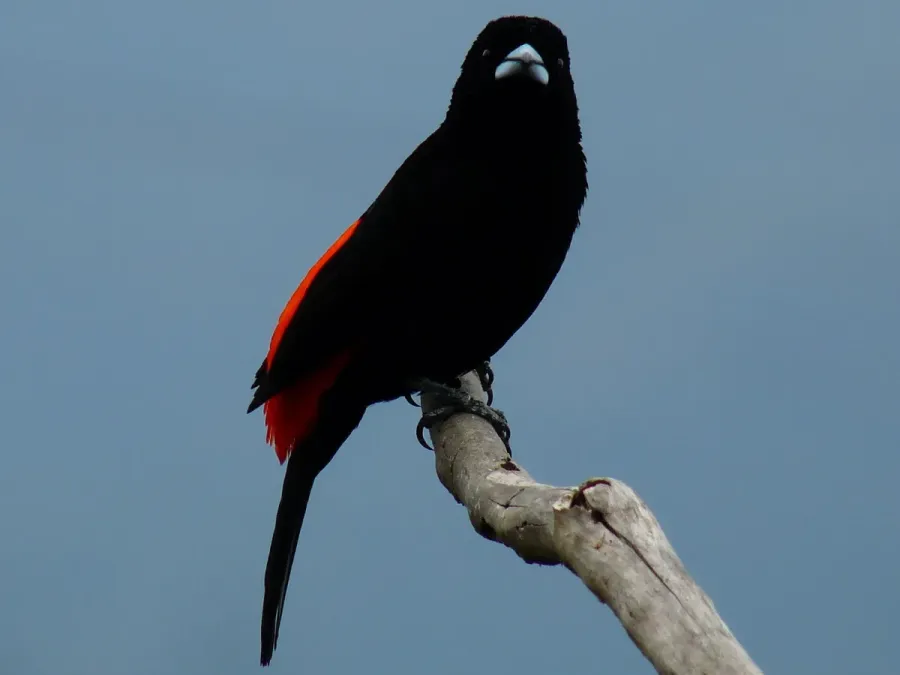 File:Flame-rumped Tanager (Ramphocelus flammigerus) (4907073144).jpg
