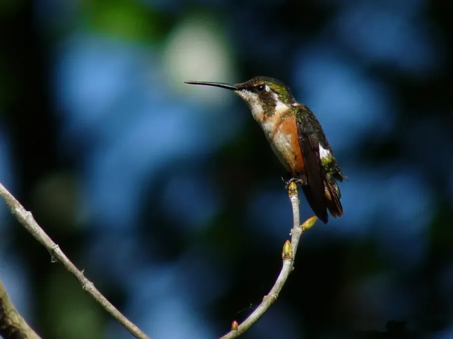 File:White-bellied Woodstar (Chaetocercus mulsant) (4544747172).jpg