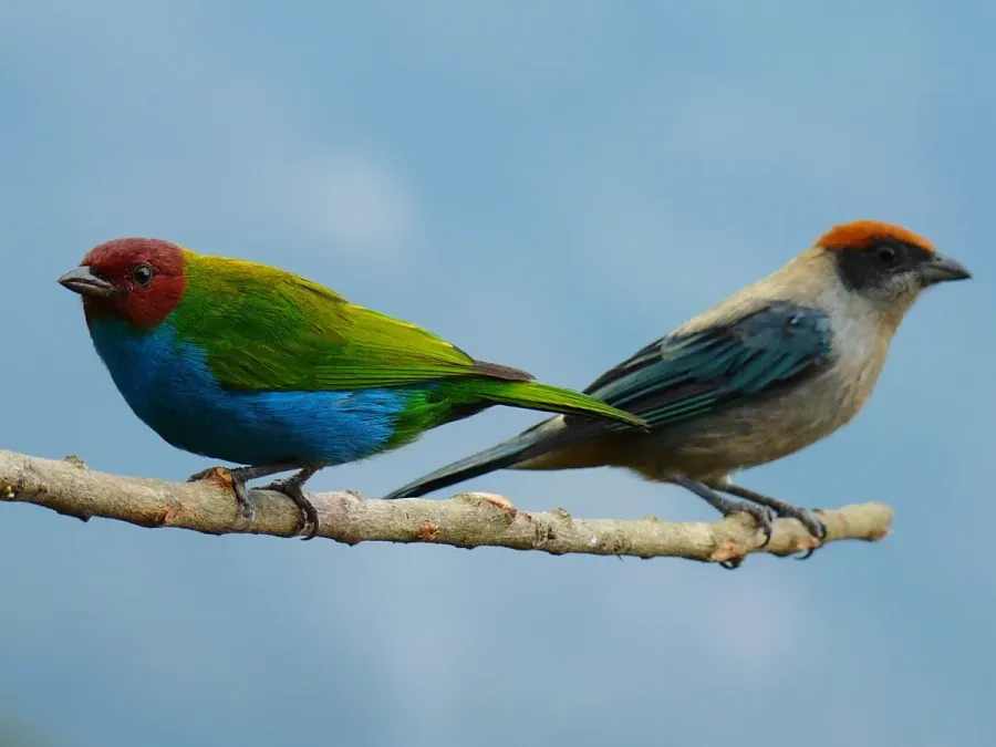 File:Bay-headed Tanager (Tangara gyrola) and Scrub Tanager (Tangara vitriolina) (4265784682).jpg