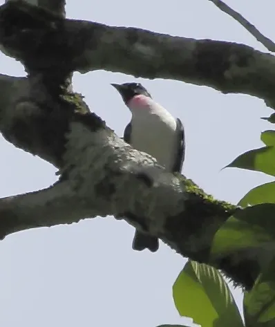 File:Porphyrolaema porphyrolaema - Purple-throated cotinga (male) 01.JPG