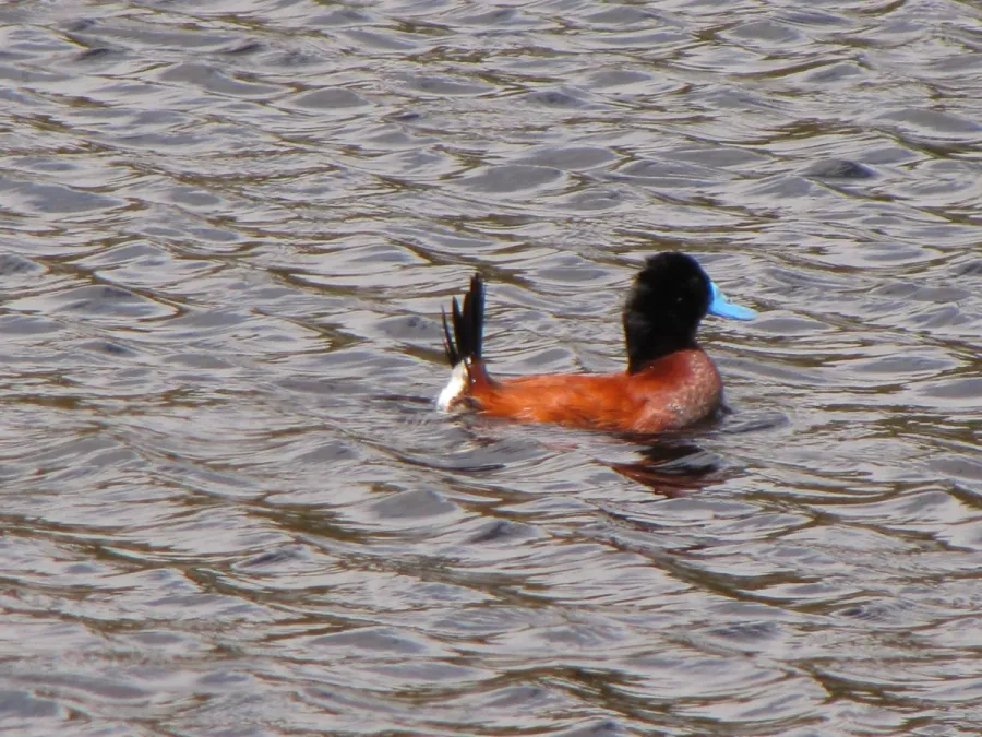 File:Oxyura ferruginea (Pato andino) macho, Armenia, Colombia (4833934045).jpg