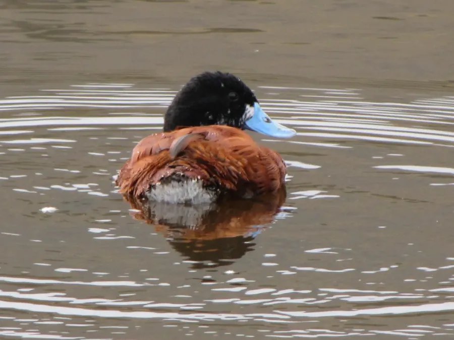 File:Oxyura ferruginea (Pato andino) macho, Armenia, Colombia (4833920905).jpg