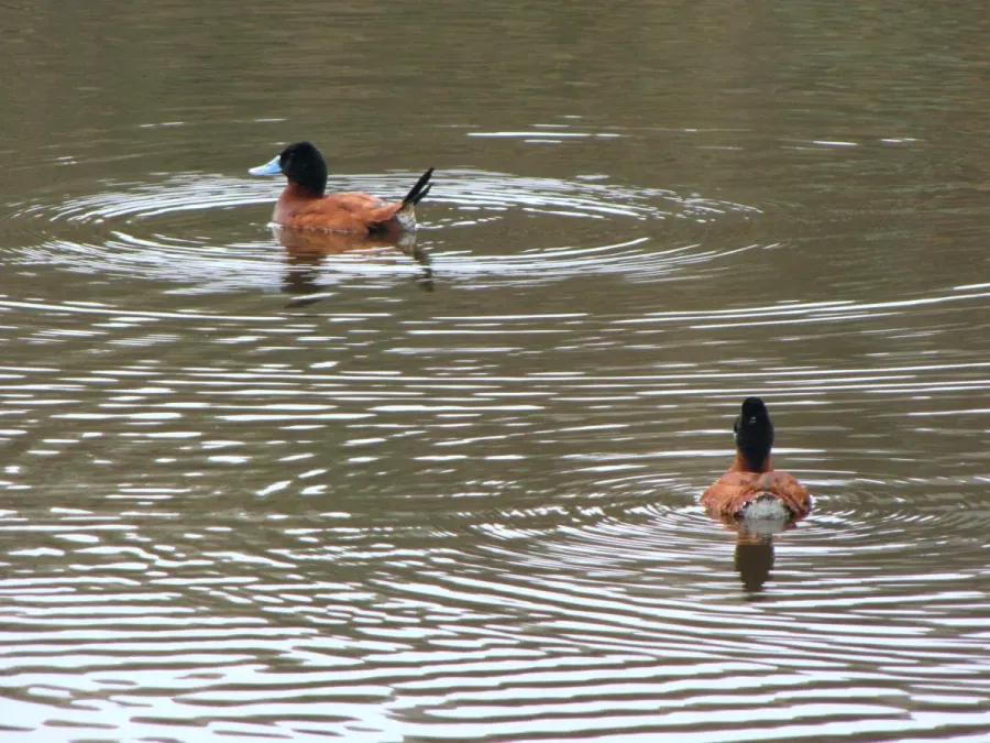 File:Oxyura ferruginea (Pato andino) machos, Armenia, Colombia (4834522998).jpg