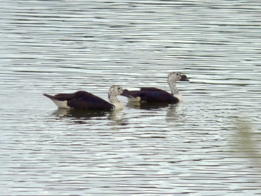 File:Sarkidiornis sylvicola (Pato moñudo), Colombia (16398419065).jpg