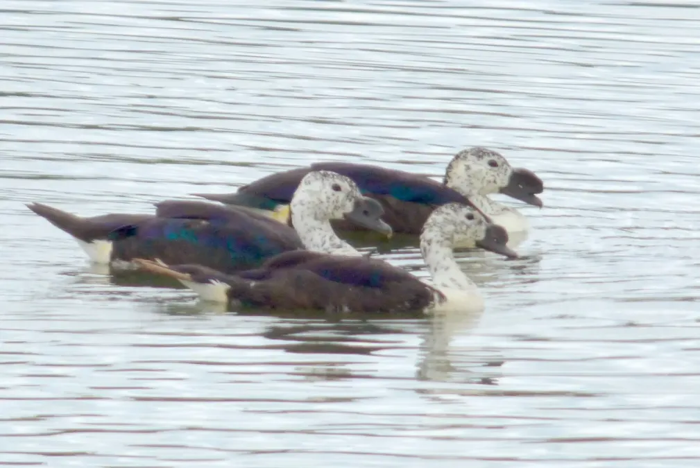 File:Sarkidiornis sylvicola (Pato moñudo), Colombia (16372430426).jpg