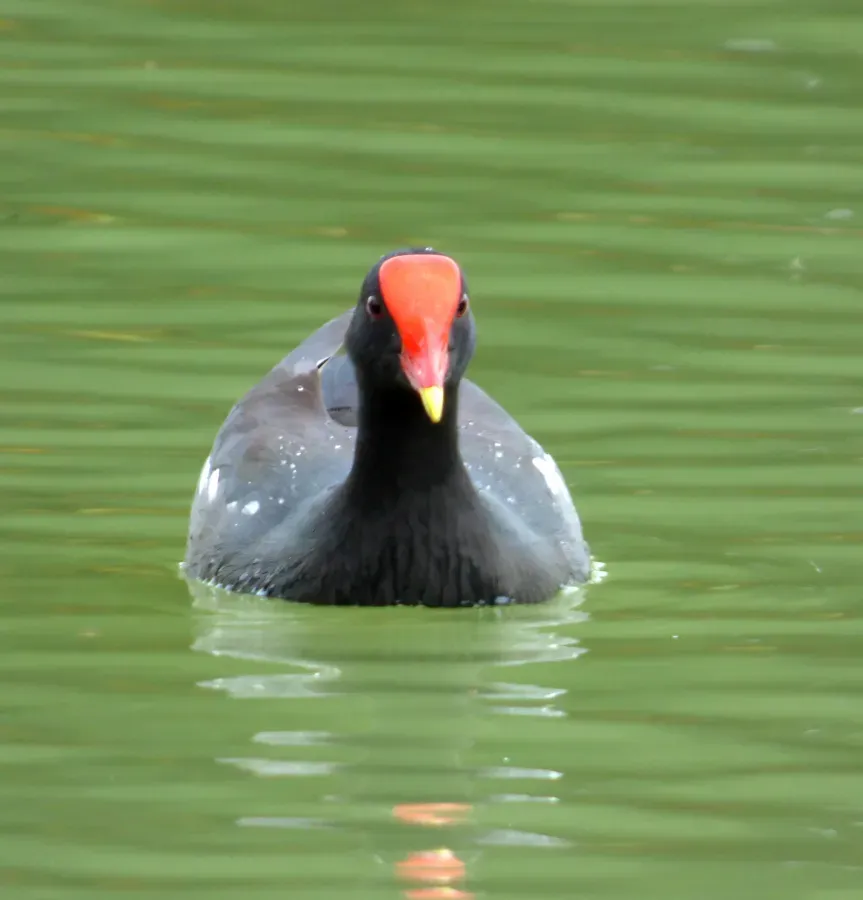 File:Gallinula galeata (Polla gris) (17011775272).jpg