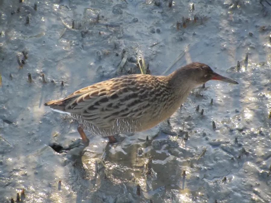 File:Rallus obsoletus, Oakland, California 1.jpg
