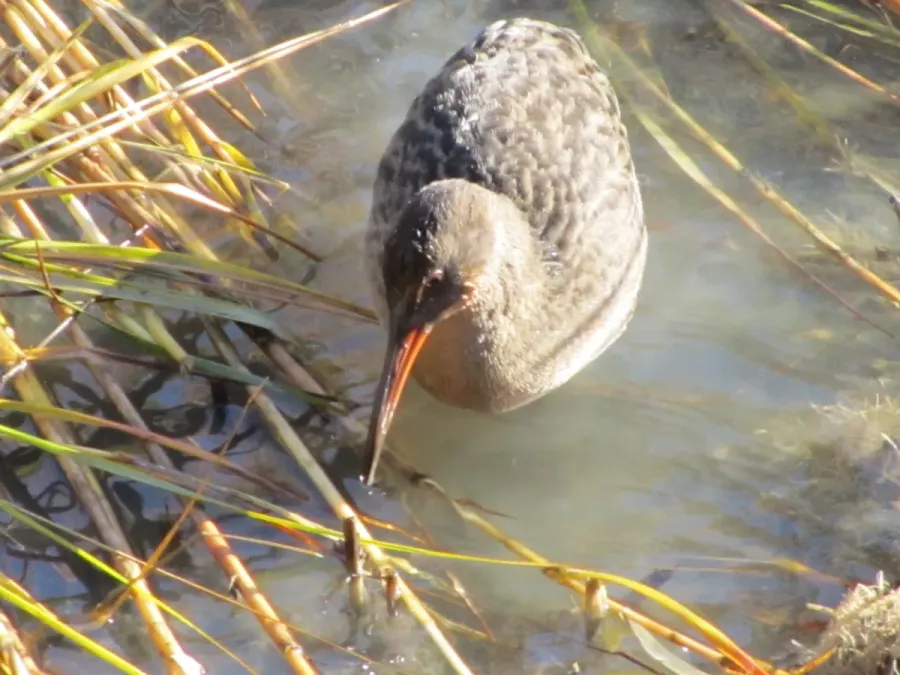 File:Rallus obsoletus, Oakland, California 3.jpg