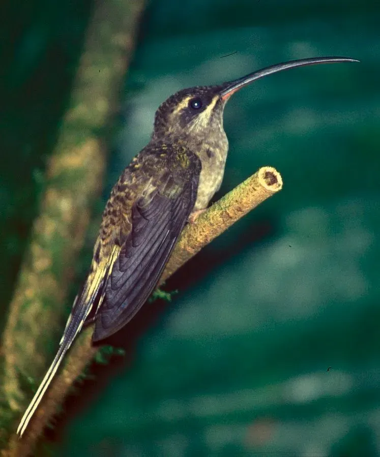 File:Phaethornis longirostris baroni.jpg
