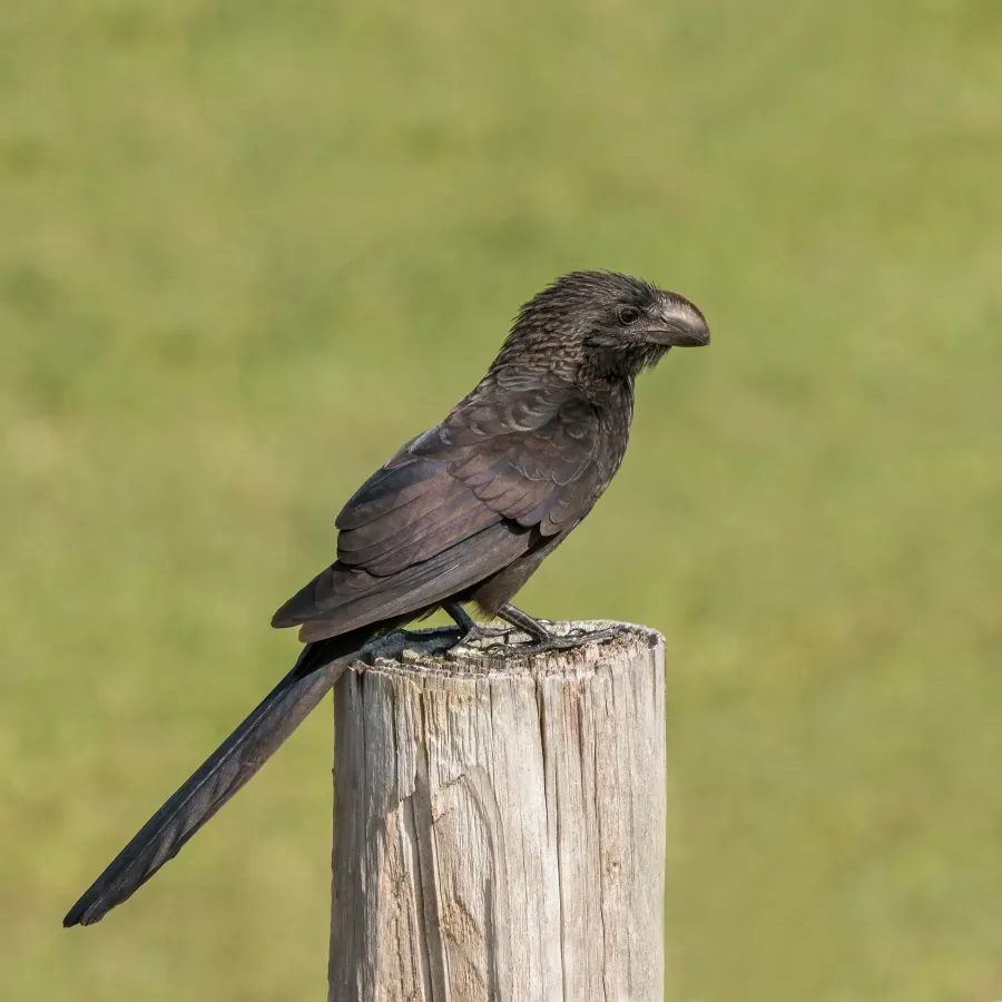 File:Smooth-billed ani (Crotophaga ani) GC.JPG