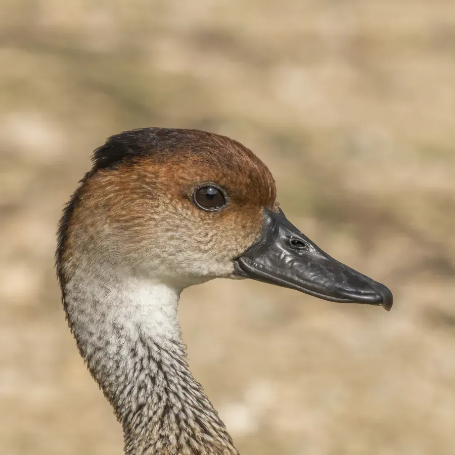 File:West Indian whistling duck (Dendrocygna arborea) head.JPG