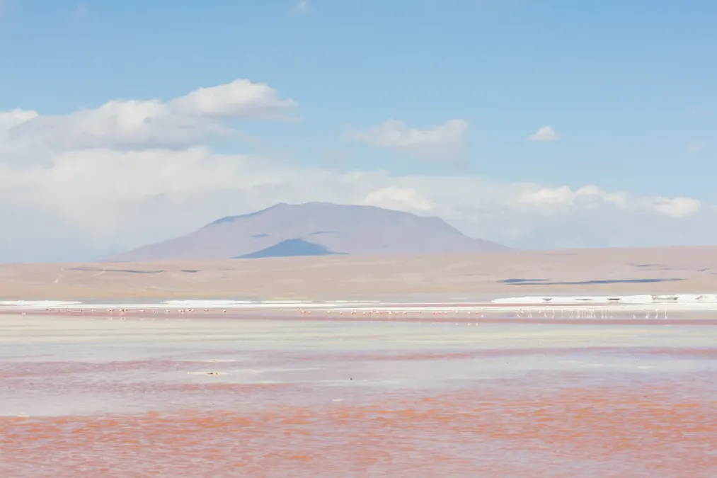 File:Flamencos andinos (Phoenicoparrus andinus), Laguna Colorada, Bolivia, 2016-02-02, DD 91.JPG