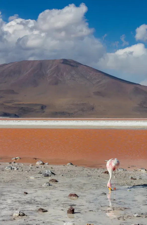 File:Flamenco andino (Phoenicoparrus andinus), Laguna Colorada, Bolivia, 2016-02-02, DD 97.JPG