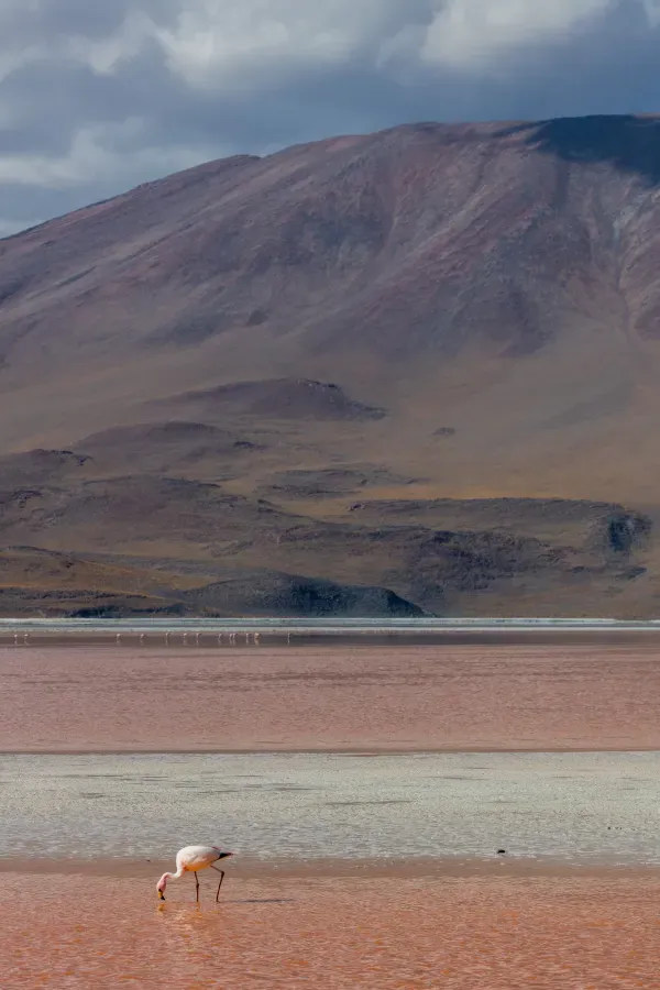 File:Flamenco andino (Phoenicoparrus andinus), Laguna Colorada, Bolivia, 2016-02-02, DD 99.JPG