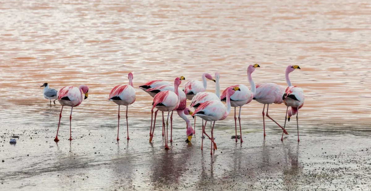File:Phoenicoparrus jamesi, Laguna Colorada, Bolivia, 2016-02-02, DD 105.jpg