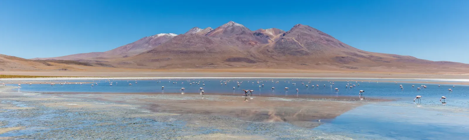 File:Flamencos andinos (Phoenicoparrus andinus), Laguna Cañapa, Bolivia, 2016-02-03, DD 63.JPG
