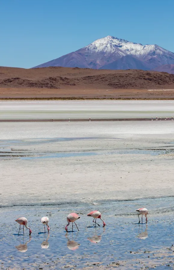 File:Flamencos andinos (Phoenicoparrus andinus), Laguna Hedionda, Bolivia, 2016-02-03, DD 61.JPG