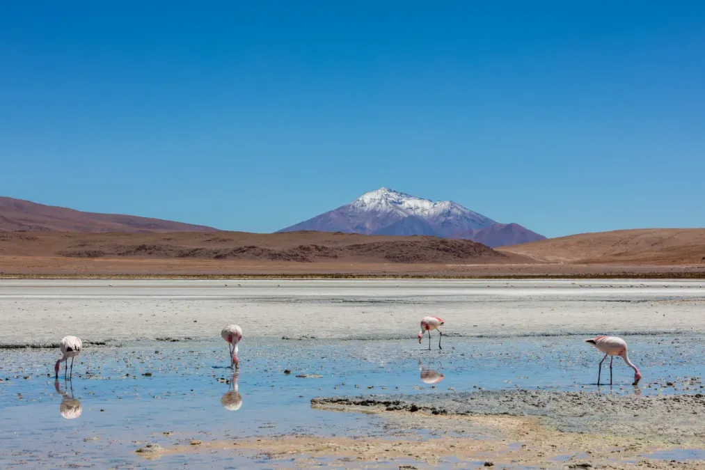 File:Flamencos andinos (Phoenicoparrus andinus), Laguna Hedionda, Bolivia, 2016-02-03, DD 57.JPG