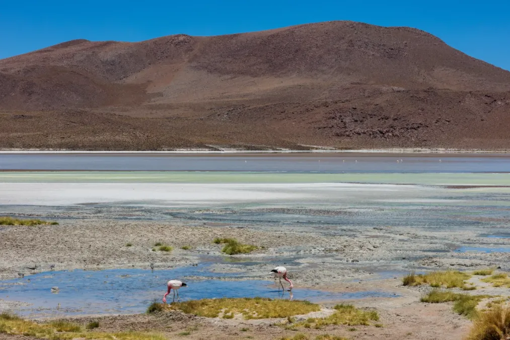 File:Flamencos andinos (Phoenicoparrus andinus), Laguna Hedionda, Bolivia, 2016-02-03, DD 60.JPG