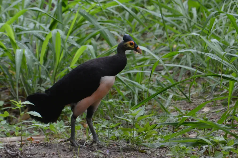 File:Macrocephalon maleo - Muara Pusian (3).JPG