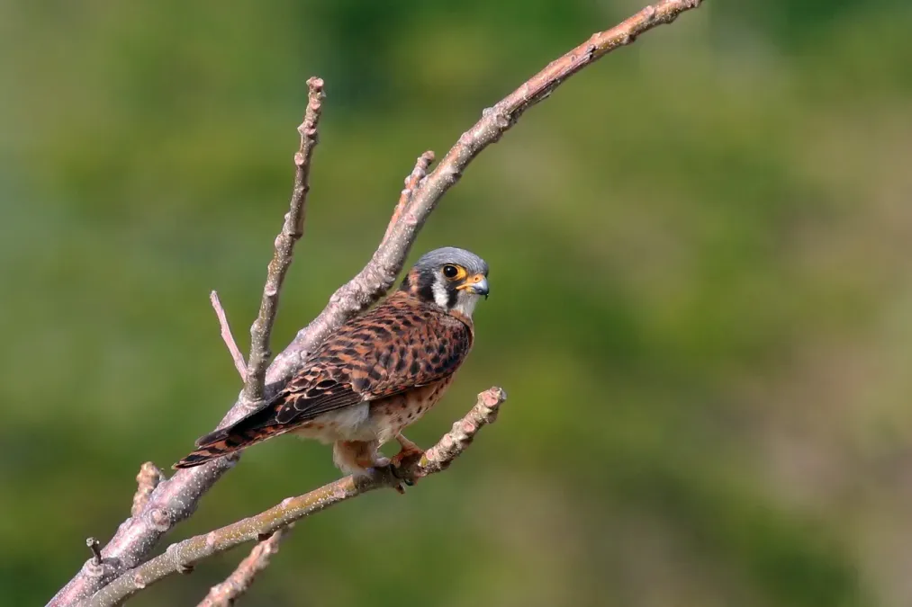File:American kestrel (Falco sparverius sparveroides) female white morph.JPG