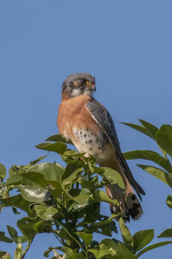File:American kestrel (Falco sparverius sparveroides) male red morph.JPG