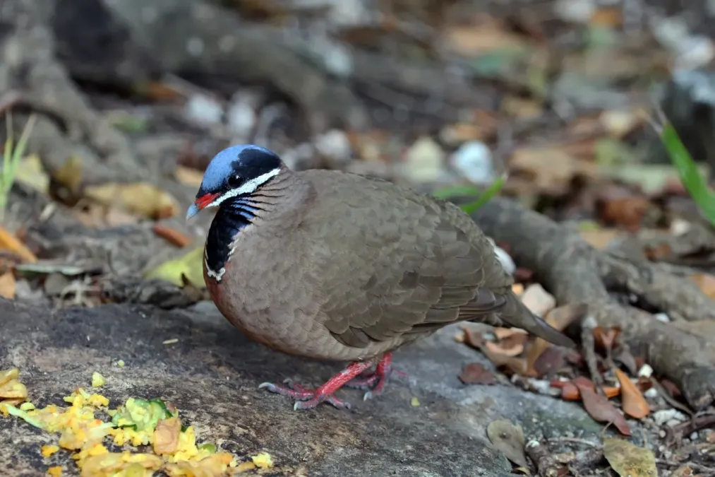File:Blue-headed quail dove (Starnoenas cyanocephala).JPG