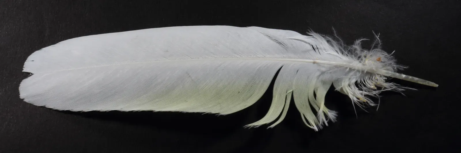 File:Salomonenkakadu Cacatua ducorpsii 6437.jpg
