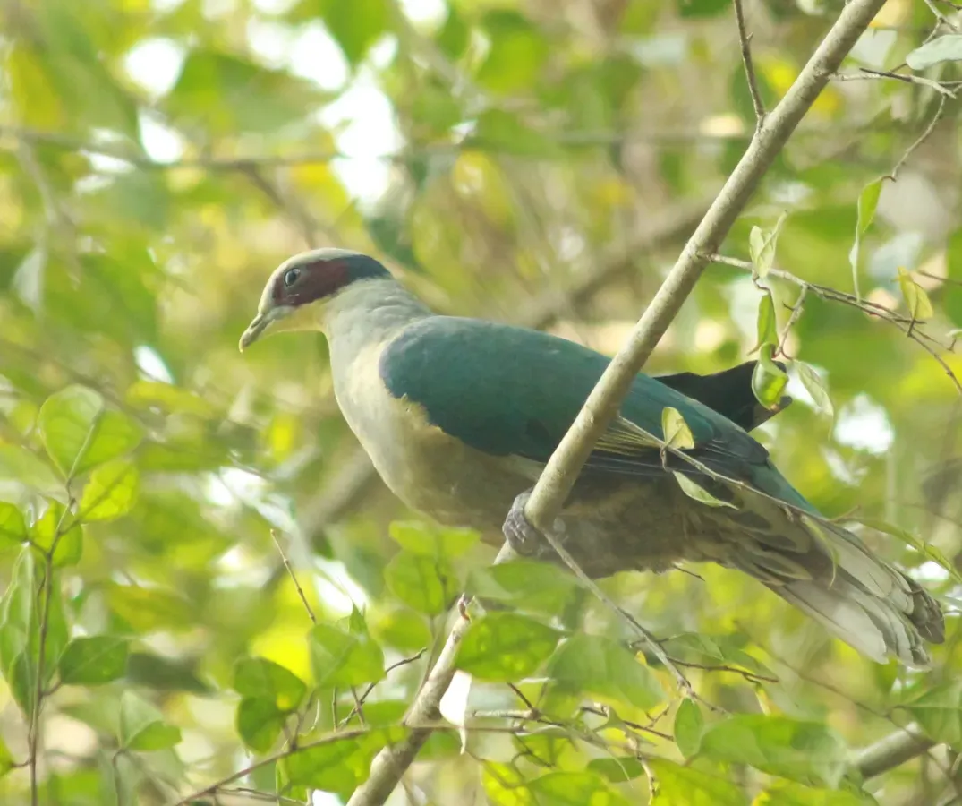 File:Walik kuping - merah (Ptilinopus fischeri).jpg