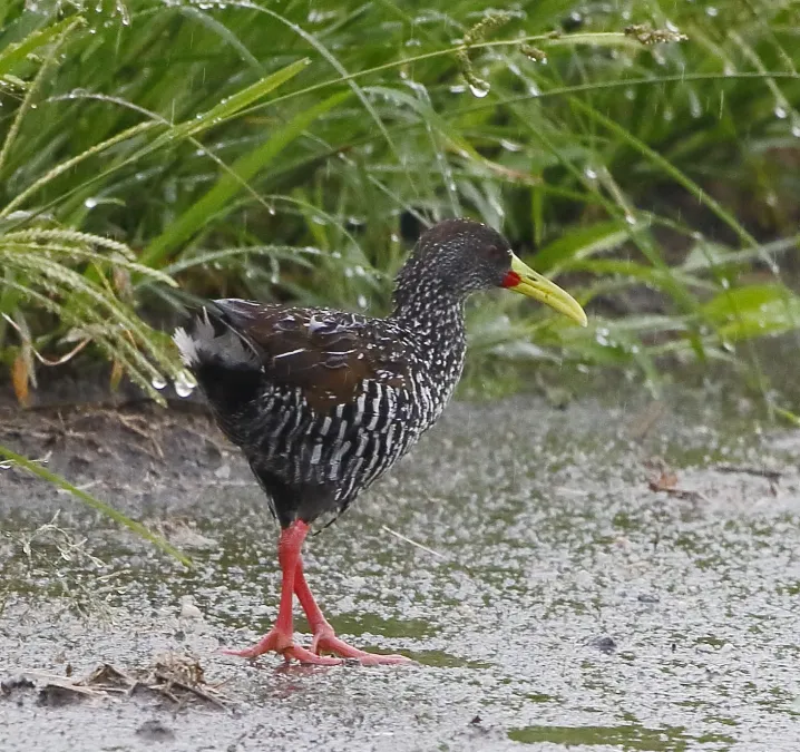 File:Pardirallus maculatus - Spotted rail.JPG
