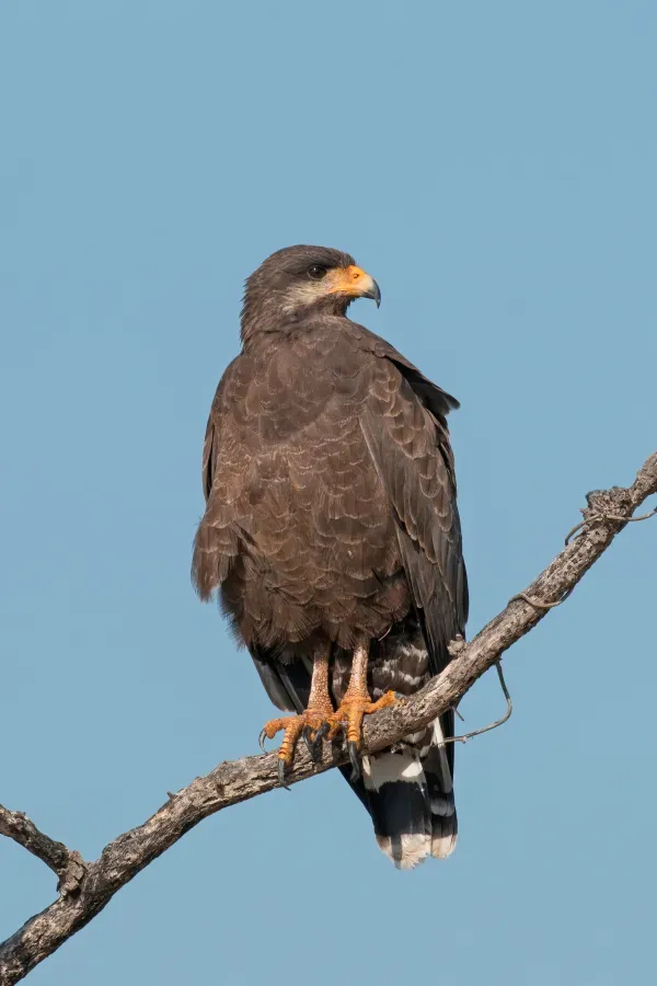 File:Cuban black hawk (Buteogallus gundlachii).jpg