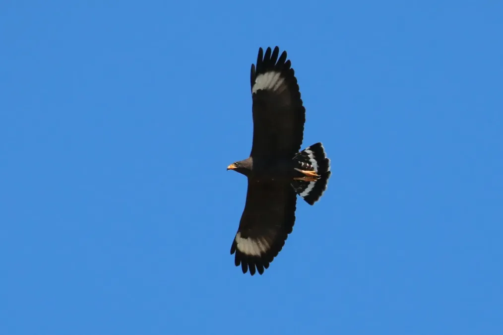 File:Common black-hawk (Buteogallus anthracinus gundlachii) in flight.JPG