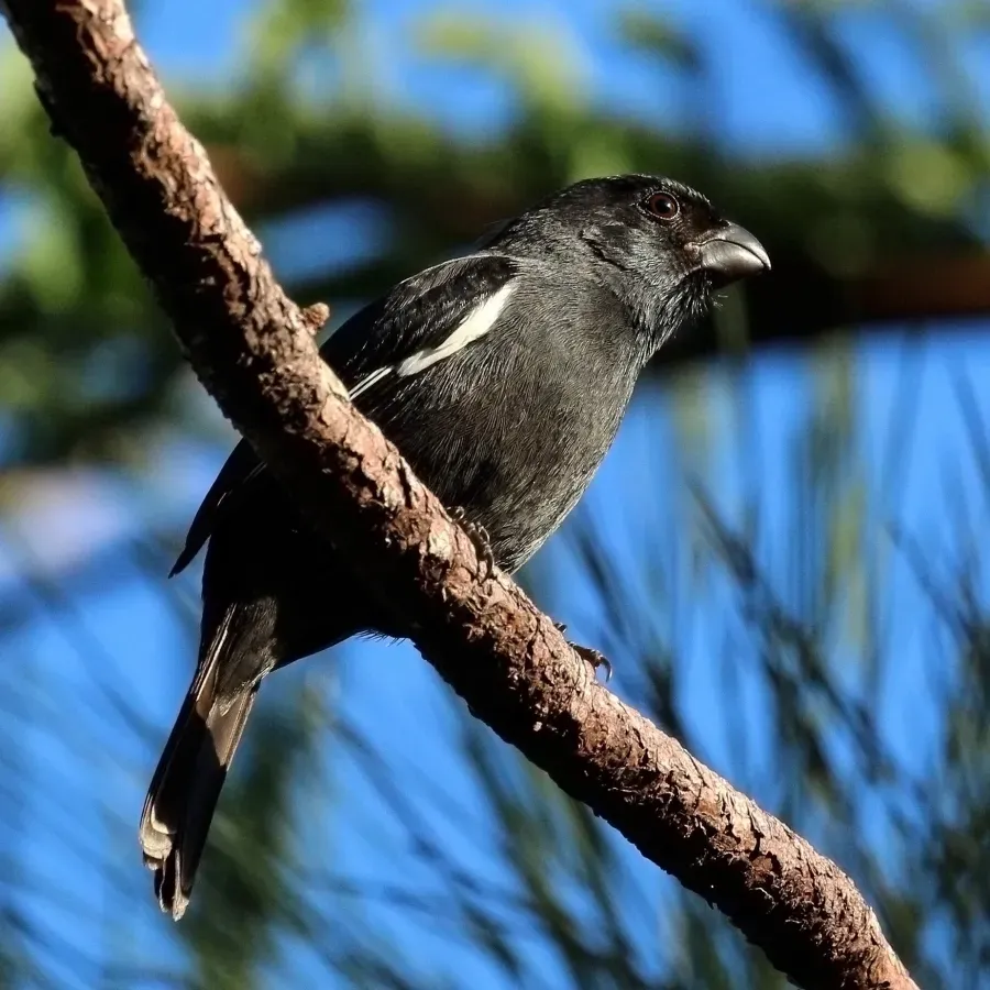 File:Cuban bullfinch (Melopyrrha nigra nigra).JPG