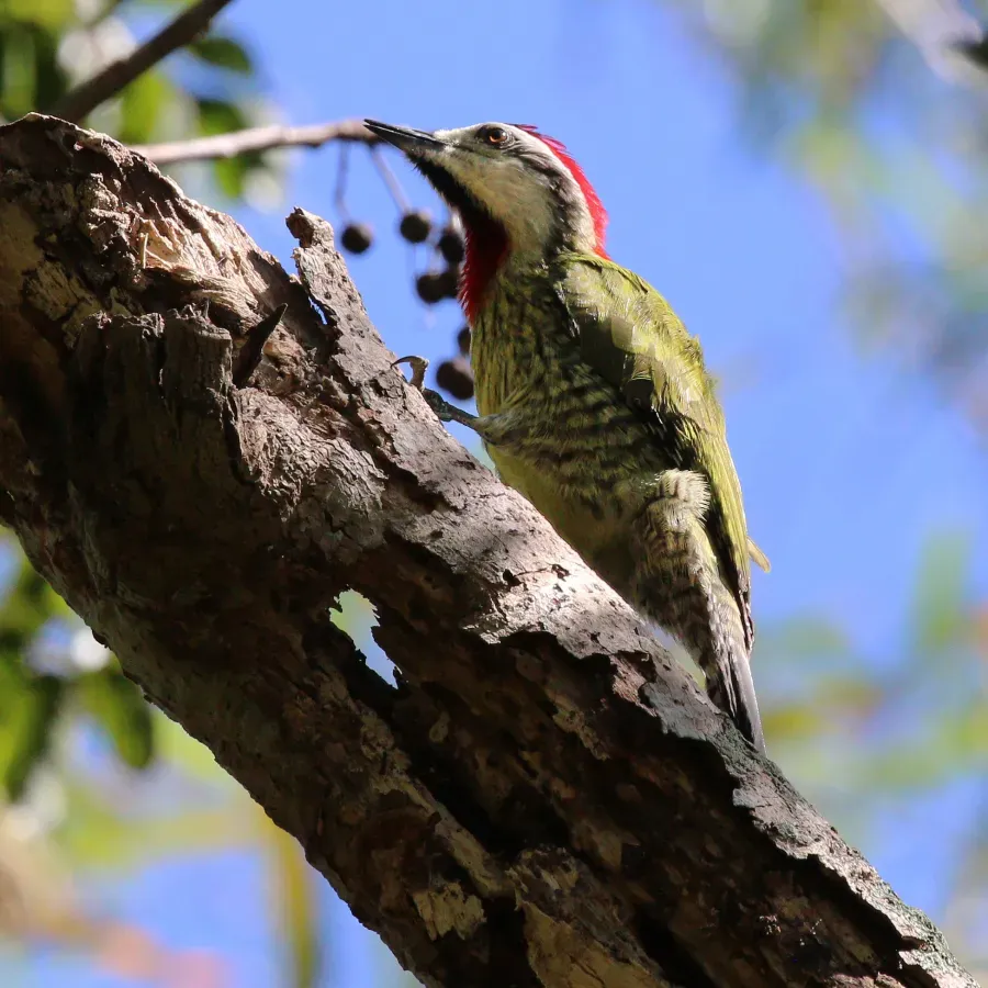 File:Cuban green woodpecker (Xiphidiopicus percussus percussus) male.JPG