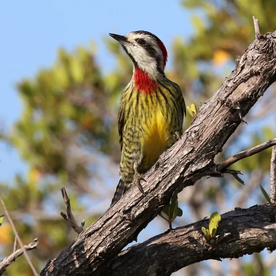 File:Cuban green woodpecker (Xiphidiopicus percussus percussus) female.JPG