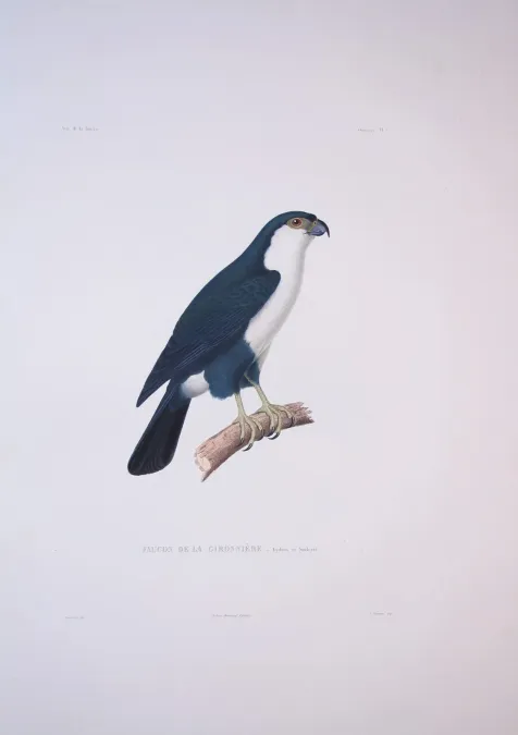 File:Microhierax erythrogenys - Bonite-oiseaux-pl01.jpg