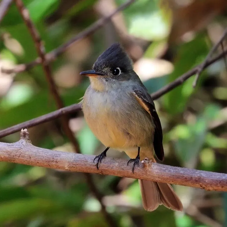 File:Cuban pewee (Contopus caribaeus caribaeus).JPG