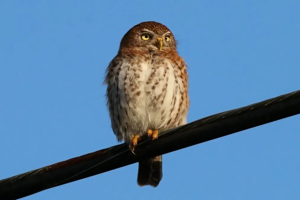 File:Cuban pygmy-owl (Glaucidium siju siju).JPG