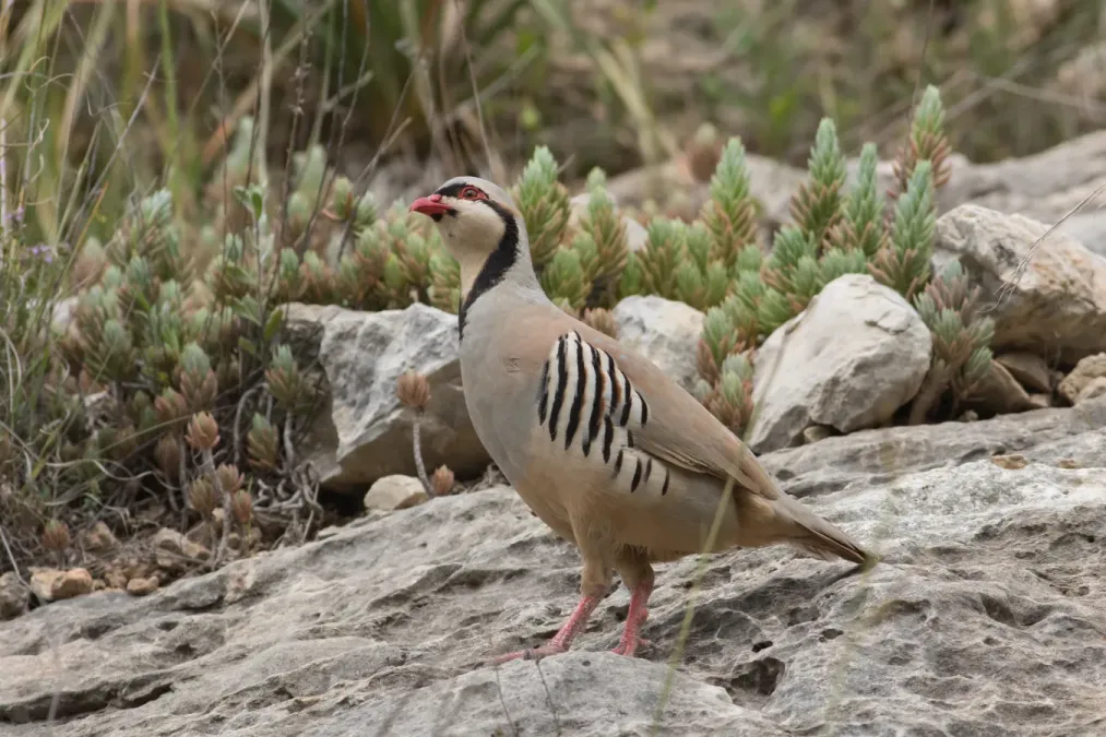 File:Alectoris chukar 1 - Israel.jpg