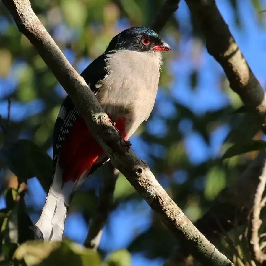 File:Cuban trogon (Priotelus temnurus).JPG