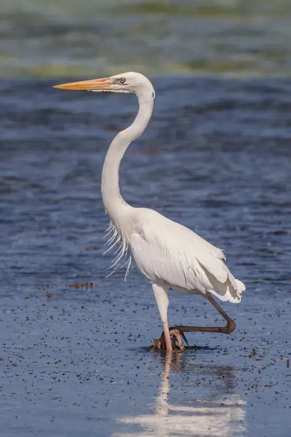 File:Great blue heron (Ardea herodias occidentalis) white form.JPG