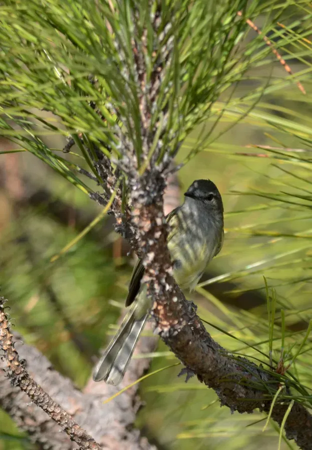 File:Elenia Verdosa, Greenish Elaenia, Myiopagis viridicata (25921589541).jpg