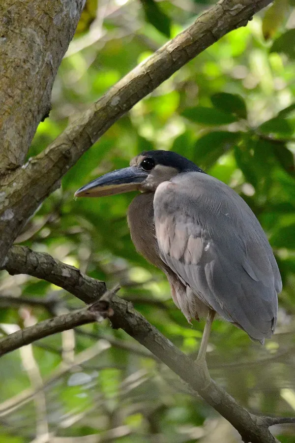 File:Garza Cucharón, Boat Billed Heron, Cochlearius cochlearius (24014663235).jpg